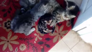 اللي امه تملي بتدعيله احسن من اللي امه بتديله 