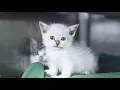 Saving Cats and Kittens by Tackling Overpopulation at the Source SPCA Wake Community Cat Programs