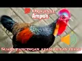 Suara ayam hutan hijau jantan untuk pancingan