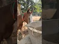 Download Lagu घोड़े के पास दिखा सुन्दर सा एक सांप देखिए 😱🐎🐍 Snake \u0026 Horse #farmhouse #shorts #sarprakshak