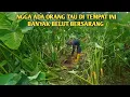 Download Lagu JARANG ORANG TAU DI TEMPAT SEPERTI INI BANYAK BELUT BESARNYA