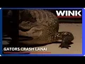 Southwest Florida mom mistakes fighting alligators for home intruder