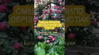 Pruning A Climbing Rose Garden Flower Garden Rose Gardening Flowers 