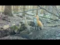 Fox Pup Hunting Lessons Mom Red Fox Catches Fresh Muskrat for Her Pups