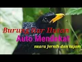 Download Lagu Suara panggilan Ciung Batu
