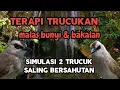 Lagu suara panggilan trucuk betina memanggil jantan sangat ampuh untuk trucuk malas bunyi