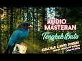 Download Lagu #12 Audio Masteran Suara Burung Tengkek Buto + Jeda + Gemricik Air jernih