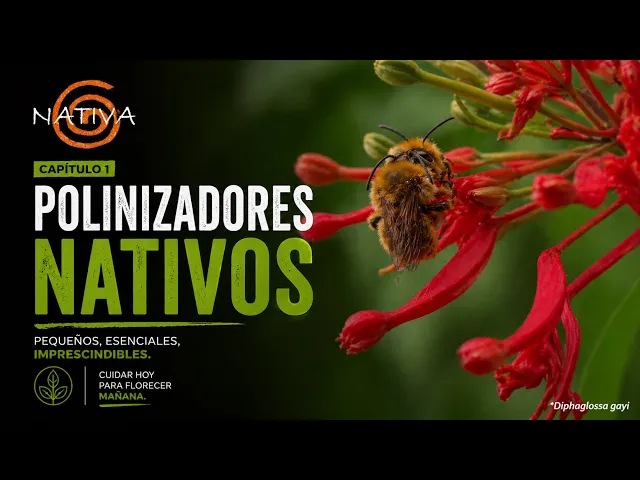 Polinizadores Nativos