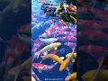 Download Lagu wow amazing koi fish mix one pond top koi top level koi fish