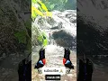 Download Lagu TERAPI KONIN GACOR FULL ISIAN DENGAN SUARA GEMERCIK AIR DAN PEMANDANGAN SEJUK