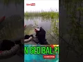 Download Lagu Mancing Nila Teknik Nyobok Di Waduk Gajah Mungkur Wonogiri - Tilapia Fishing