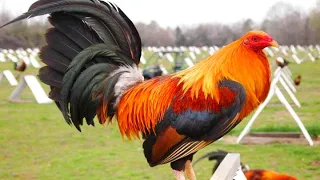 rooster crowing rooster sound videos