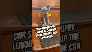 Follow Sailing Bye Felicia for MORE. #yorkie #puppy #boatdog #sailingbyefelicia