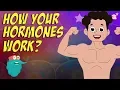 How Your Hormones Work HORMONES Endocrine System Dr Binocs Show Peekaboo Kidz