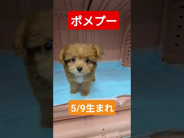 動画