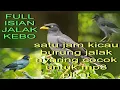 Lagu Satu jam Kicau Burung Jalak kebo / cecetet untuk Audio pikat Jalak kebo Masteran