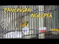 Download Lagu SOGON GACOR DORR..!! PANCINGAN SOGON NEMBAK #sogon #sogongacordor #pancingansogon #sogokontonggacor