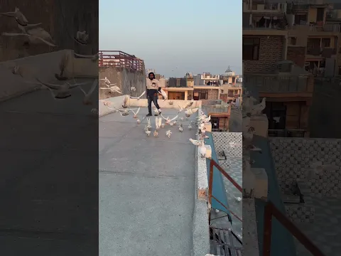 Udh jaiye re kabutar