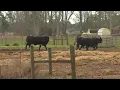 Largest meat processing plant retail market in Alabama opens in Atmore