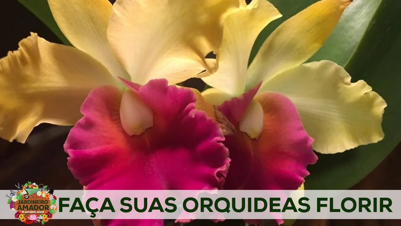 FAÇA SUAS ORQUÍDEAS FLORESCEREM COMO NUNCA USE O SUBSTRATO E ADUBO CERTOS