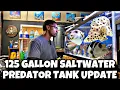 Download Lagu 125 GALLON SALTWATER PREDATOR TANK UPDATE