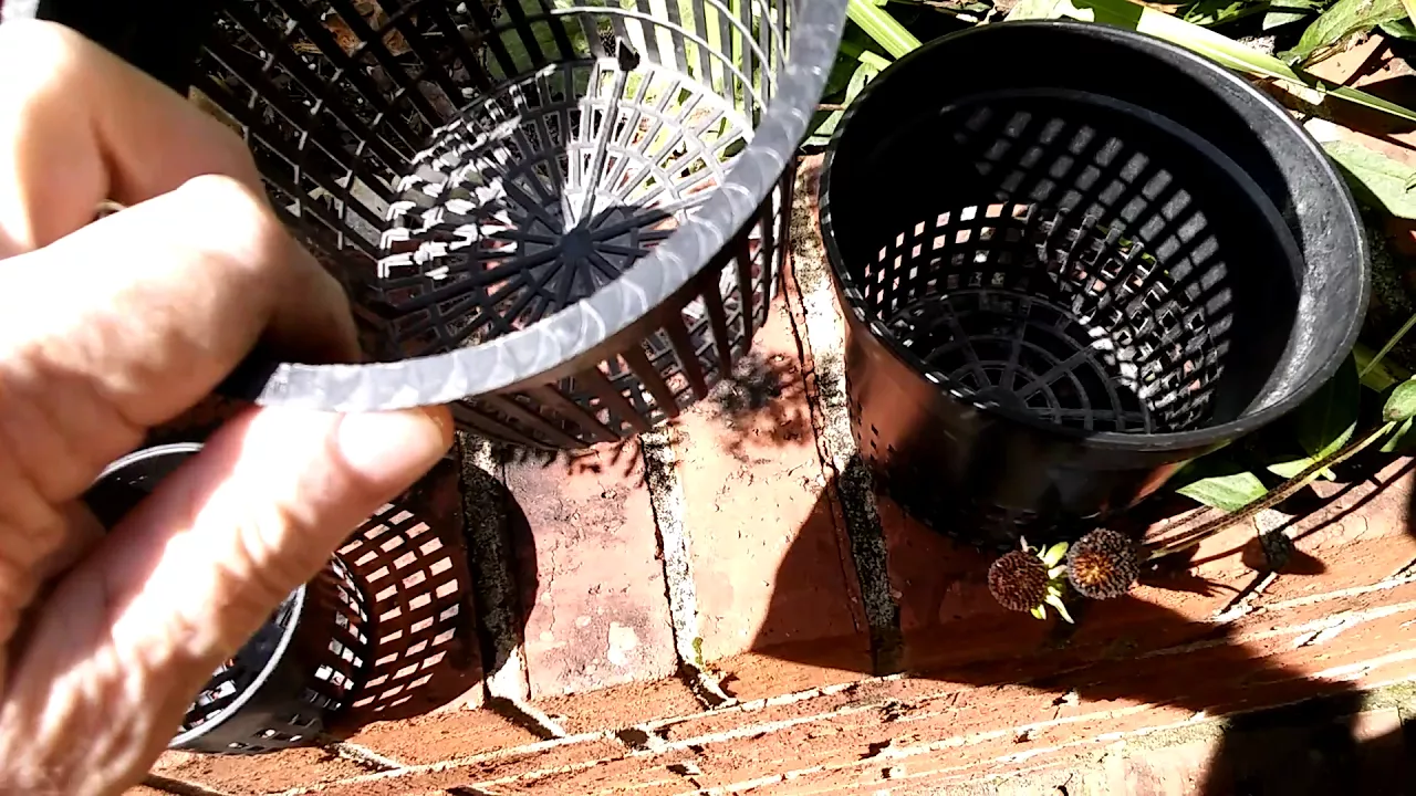 ORCHIDS............NET POTS