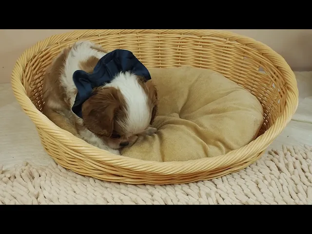 動画
