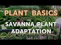 Savanna Plant Adaptation