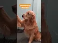 Download Lagu treinamento da dona Bela #goldenretriever #cachorro #dog #pets #pet