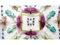 Insects as art