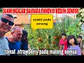 Download Lagu SUAMI NGAJAK PANEN SAUDARA DI KEBUN SENDIRI,STRAWBERRY,TOMAT  MATENG SEMUA ,KEDATANGAN TAMU SPESIAL