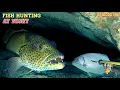 Lagu NIGHT SPEARFISHING EPISODE 190 | FISH HUNTING AT NIGHT