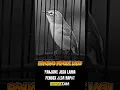 Download Lagu PLECI NEMBAK PANJANG / PLECI NEMBAK PENDEK SELERAMU? #plecinembaksejalur