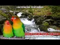 Download Lagu SUARA TERAPI BURUNG LOVEBIRD DAN SUARA GEMERICIK AIR MENGALIR