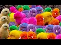 Lagu Menangkap Ayam Warna, ayam lucu, ayam warna warni, bebek lucu, kelinci lucu, hewan lucu