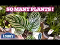 Browsing Plants at Lowe s Pots Hanging Baskets Scindapsus