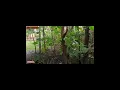 Download Lagu Petilasan Patih Bongsopotro dari zaman kerajaan Singosari#shorts