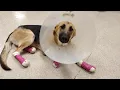 National Veterinary Technician Appreciation Week