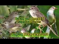 Download Lagu Suara pikat bandel auto tarung dengan mp3🔥,suara pikat klik klik terbaru !!!