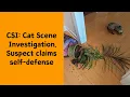 Download Lagu Guilty As Fluff: 50 Cats Who Couldn’t Hide The Evidence