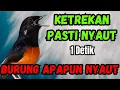 PANCINGAN MURAI BATU GACOR FULL ISIAN KETREKAN KASAR AMPUH JADIKAN MURAI BATU AGAR CEPAT BUNYI GACOR