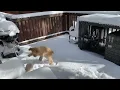Baby Ruffo Discovers Snow