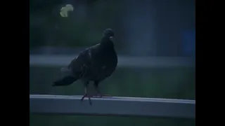 NEST TOUR