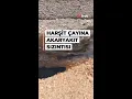Download Lagu Gümüşhane'de akaryakıt sızıntısı: Harşit Çayı siyaha büründü