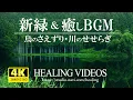 Download Lagu [4K] Healing BGM and refreshing fresh green (bird chirping, river babbling)