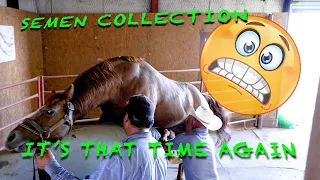 the how and why semen collection horse ranchlife equinereproduction clones