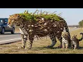 Lagu Rescue Moment: Leopard Family Safely Guided Away from the Road