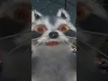 Download Lagu ik zal je dit zeggen!! #grappig #funny #trending #memes #cute #comedy #monkey #humor