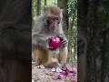 Download Lagu This Monkey Just Outsmarted Everyone! 🐒💡