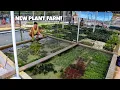 NEW AQUARIUM PLANT FARM in SINGAPORE